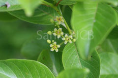 Decalepis hamiltonii